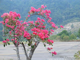 nomad4ever_malaysia_pulau_tioman_CIMG1354.jpg