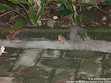 nomad4ever_indonesia_bali_life_CIMG2008.jpg