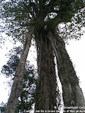 nomad4ever_indonesia_bali_landscape_CIMG1824.jpg