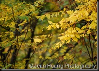 Beautiful Fall Colors of Jiuzhaigou, Sichuan, China