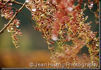 Frozen Berries, Jiuzhaigou, Sichuan, China