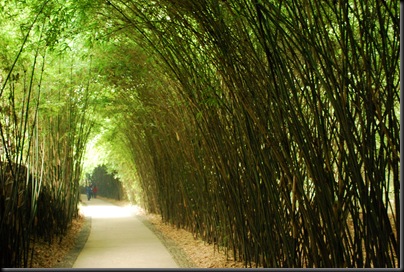 Giant Panda's Home - Chengdu, Sichuan Province, China