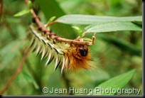 A Little Nature - Colorful Caterpillar in front of Qingyin Pavilion, Mount Emei, Sichuan (or, Szhechuan) Province, China