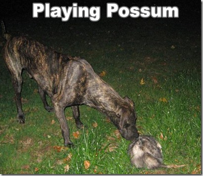 playingpossum