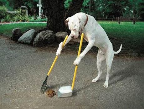 [Dog Cleaning Up[4].jpg]