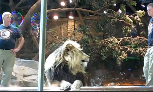 [Lion 3[4].jpg]