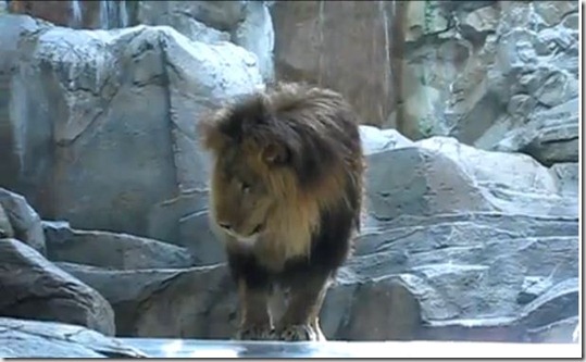 Lion 7