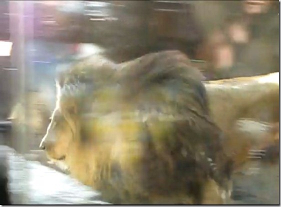 Lion 12