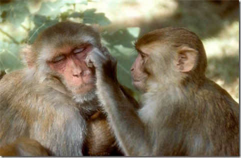 rhesus-monkeys-grooming