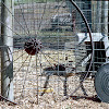 Barnyard Still Life