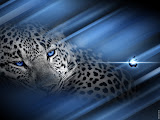 leopardv2.jpg