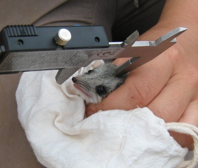 Dunnart head measuring
