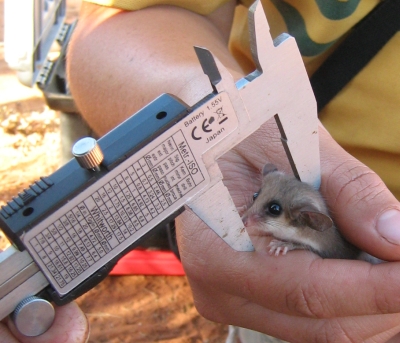 Sandhill Dunnart