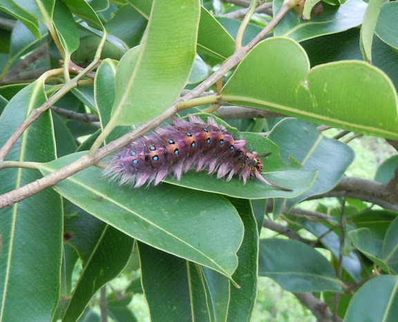 Caterpillar