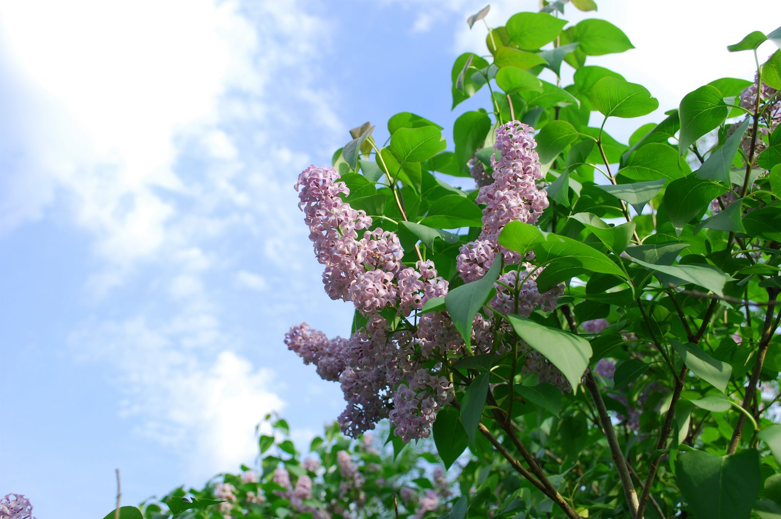 [last+magnolia+044_2.jpg]