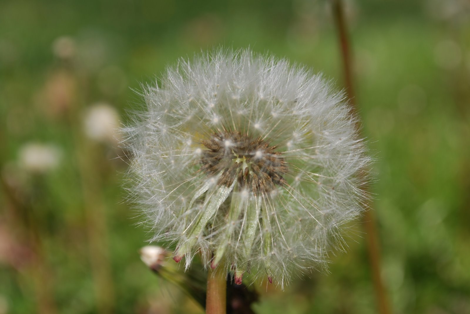 [more+flowers+005.JPG]