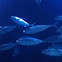 Tuna