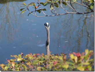 back of blue heron