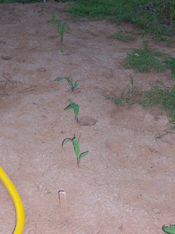 [the yard early July 09 023[2].jpg]
