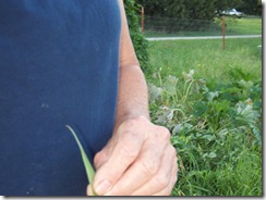 tallest good day corn