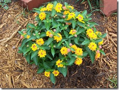 Lantana