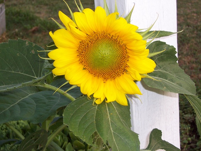 [sunflower 028[2].jpg]