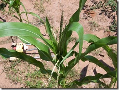 corn 1