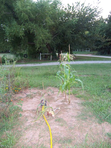 [cornandstuff0082.jpg]