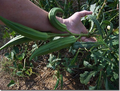 guineas and okra 022