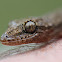 Asian House Gecko