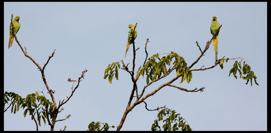 Rose Ringed Parakeets Rose Ringed Parakeets