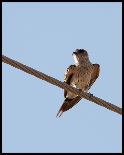 Red-rumped Swallow
