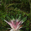 Beautiful Bromeliad