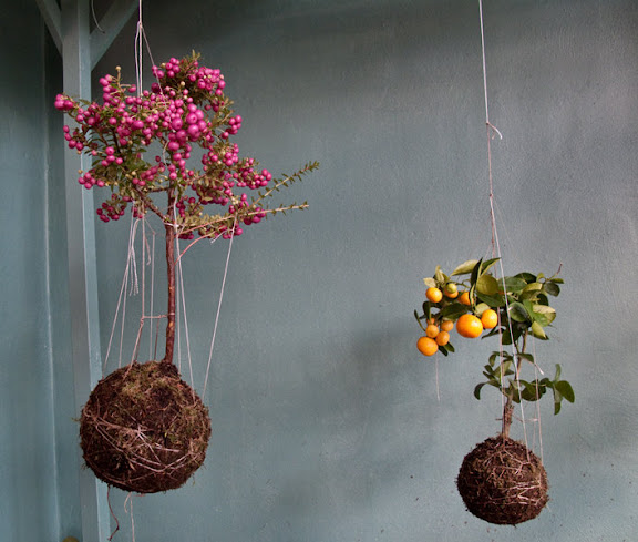 stringgarden2.jpg