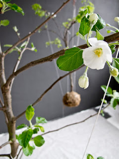 stringgarden4.jpg