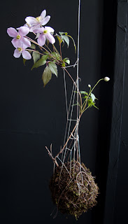 stringgarden3.jpg