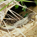 Sand Lizard