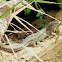 Sand Lizard
