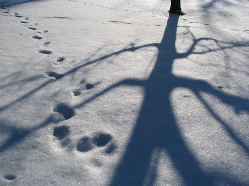 Snow
