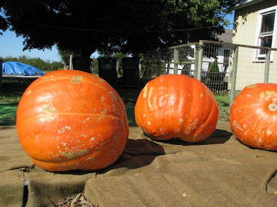 The Jones Farm
