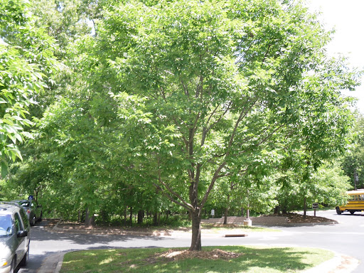 ash tree