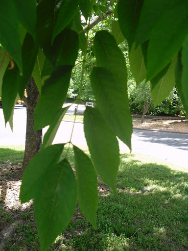 ash tree