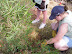 glade album thumb