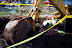 Natural Gas Explosion Near W. Chestnut Expressway: November 19, 2009 thumb