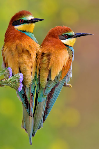 صور لطيور رائعة Merops+apiaster