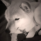 HANA chan