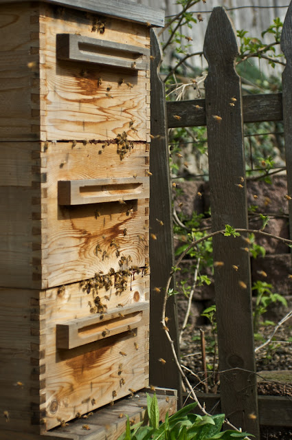 Michael and Kelle's Hive