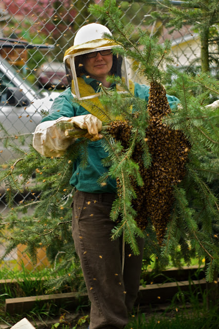 Lady Awesome Catches Swarm