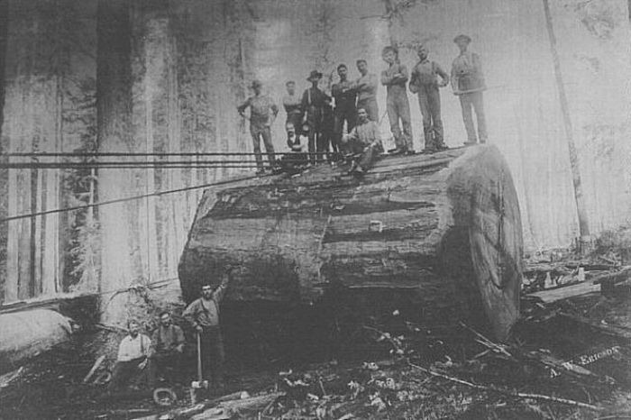 [enormes árboles talados cosasdivertidas (13)[3].jpg]