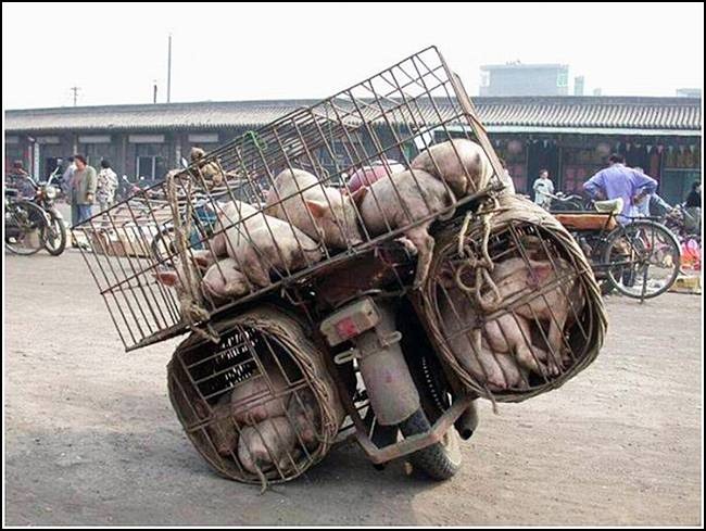 [transporte de mercancias cosasdivertidas (13)[2].jpg]